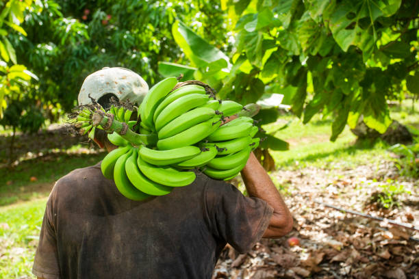 Colombian farmer with bunch of green bananas - Musa x paradisiaca stock photo