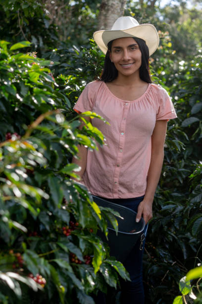 Colombian female farmer harvesting the crop at a coffee plantation Colombian female farmer harvesting the crop at a coffee plantation - agricultural concepts columbian woman stock pictures, royalty-free photos & images