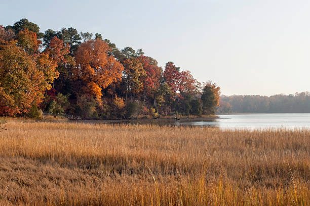 Colonial Parkway at Fall Fall Photo taken along the Colonial Parkway in Williamsburg Virginia along the Chesapeake Bay. The calm waters of a small marine tidal estuary makes a beautiful evening autumn shot. The golden tidal grass sways in the sun and the fall foliage colors eat the last warm rays of the sun in the evening. - A great coastal shot taken in the outdoors. williamsburg virginia stock pictures, royalty-free photos & images