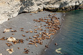 A colony of sea lions on a beach south of Puerto Madryn, Argentina.