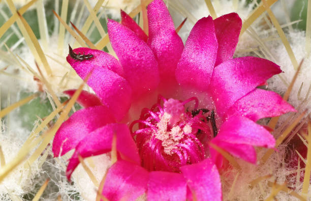 A colony of Thrips (Thysanoptera) in a bright fuchsia cactus flower (Mammillaria sp.) A few dark colored thrips visible in and on a very bright pink cactus flower, surrounded by spines. thysanoptera stock pictures, royalty-free photos & images