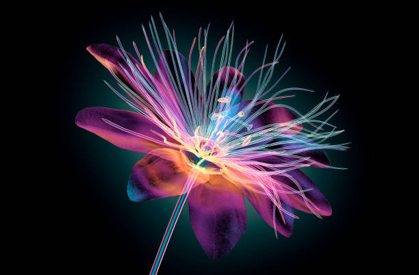 color glass flower isolated , the passion flower color glass flower isolated on black, the passion flower 3d illustration xray nature stock pictures, royalty-free photos & images