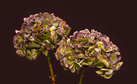 color macro of a red green hydrangea blossom pair with stem on violet background