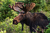 istock Colorado Bull Moose 1005656358