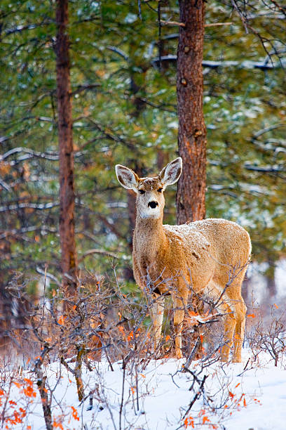 Colorado Mule Deer in the Rocky Mountain Winter Snow stock photo