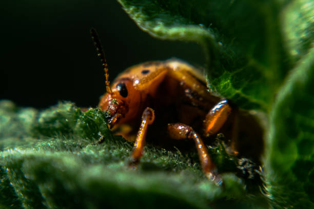 Colorado Potato Beetles In The Summer Vegetable Garden Stock Photo