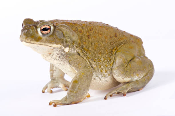 Colorado River toad, Incilius alvarius stock photo