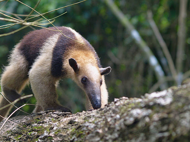 Colored Anteater stock photo