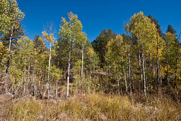 Colored Aspens in Sandys Canyon The Quaking Aspen (Populus tremuloides) gets its name from the way the leaves quake in the wind. The aspens grow in large colonies, often starting from a single seedling and spreading underground only to sprout another tree nearby. For this reason, it is considered to be one of the largest single organisms in nature. During the spring and summer, the aspens use sunlight and chlorophyll to create food necessary for the tree’s growth. In the fall, as the days get shorter and colder, the naturally green chlorophyll breaks down and the leaves stop producing food. Other pigments are now visible, causing the leaves to take on beautiful orange and gold colors. These colors can vary from year to year depending on weather conditions. For instance, when autumn is warm and rainy, the leaves are less colorful. This fall scene of gold colored aspens was photographed by the Sandys Canyon Trail in Coconino National Forest near Flagstaff, Arizona, USA. jeff goulden aspen stock pictures, royalty-free photos & images