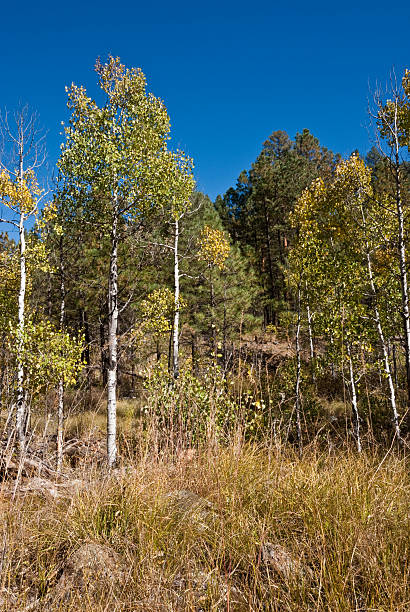 Colored Aspens in Sandys Canyon The Quaking Aspen (Populus tremuloides) gets its name from the way the leaves quake in the wind. The aspens grow in large colonies, often starting from a single seedling and spreading underground only to sprout another tree nearby. For this reason, it is considered to be one of the largest single organisms in nature. During the spring and summer, the aspens use sunlight and chlorophyll to create food necessary for the tree’s growth. In the fall, as the days get shorter and colder, the naturally green chlorophyll breaks down and the leaves stop producing food. Other pigments are now visible, causing the leaves to take on beautiful orange and gold colors. These colors can vary from year to year depending on weather conditions. For instance, when autumn is warm and rainy, the leaves are less colorful. This fall scene of gold colored aspens was photographed by the Sandys Canyon Trail in Coconino National Forest near Flagstaff, Arizona, USA. jeff goulden aspen stock pictures, royalty-free photos & images