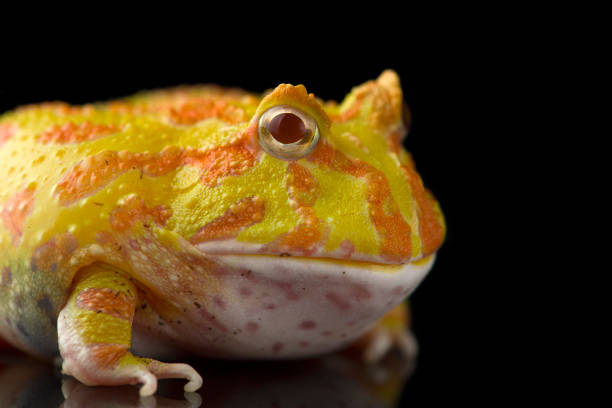 23 Albino Pacman Frog Stock Photos, Pictures & Royalty-Free Images - iStock