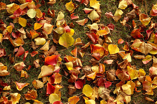 Colorful Autmn with lots of orange red and yellow leafs stock photo