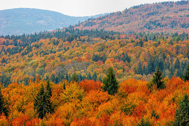 Colorful Autumn in Bavarian Forest stock photo