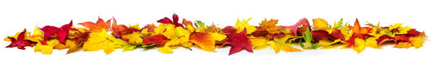 Colorful autumn leaves on white, banner stock photo