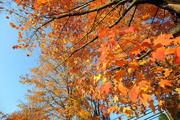 Colorful Autumn stock photo