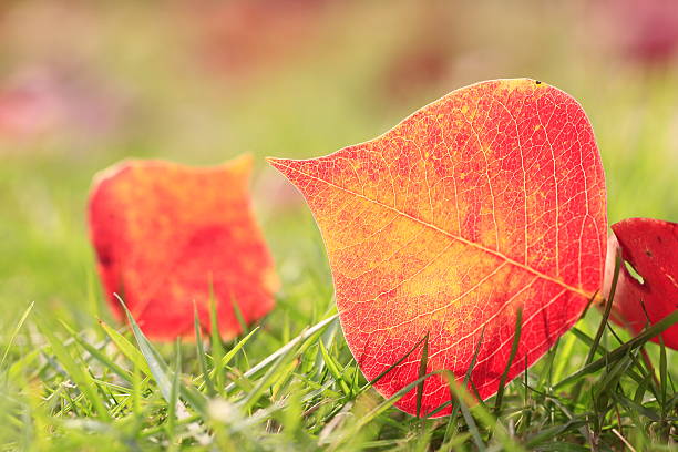 Colorful autumn stock photo