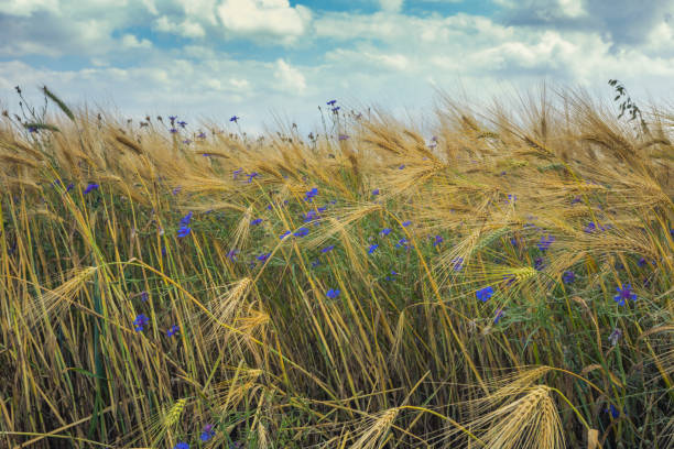Colorful barley field and cornflowers stock photo