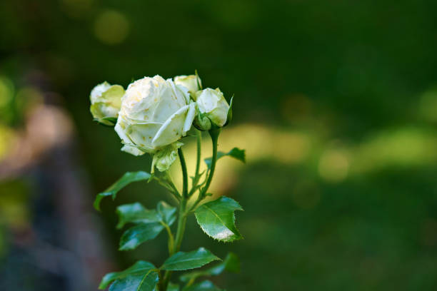 bunte, schöne, zarte rose im garten. blühende blumen im sommer - romrodinka stock-fotos und bilder