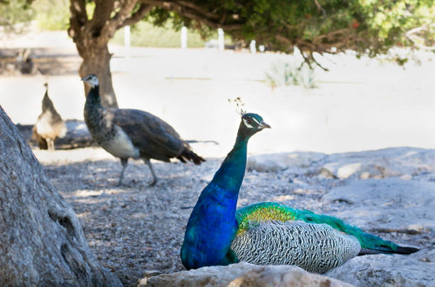 kleurrijke blauwe veelkleurige peacock verbergt in de rotsen van het zandstrand - vera pauw stockfoto's en -beelden