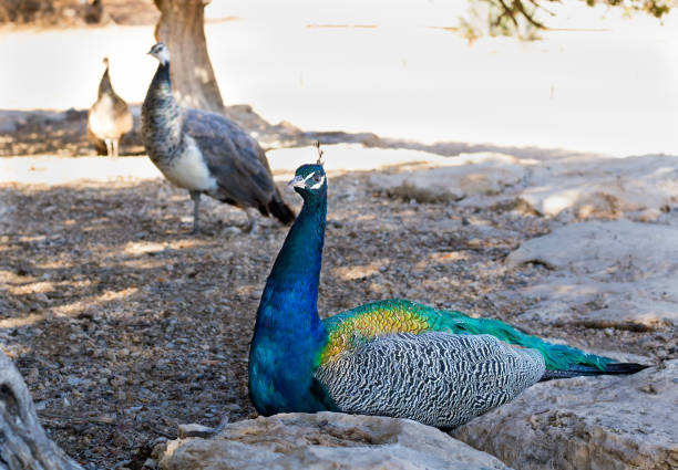 kleurrijke blauwe veelkleurige peacock zit verstopt in zanderige rotsen - vera pauw stockfoto's en -beelden