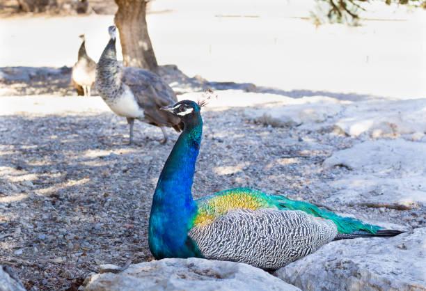 kleurrijke blauwe veelkleurige peacock zit in de rotsen van het zandstrand - vera pauw stockfoto's en -beelden