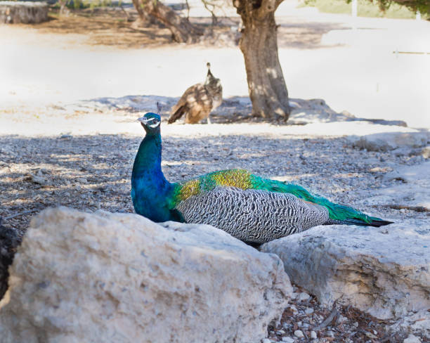 kleurrijke blauwe veelkleurige peacock zitten in de rotsen van het zandstrand - vera pauw stockfoto's en -beelden