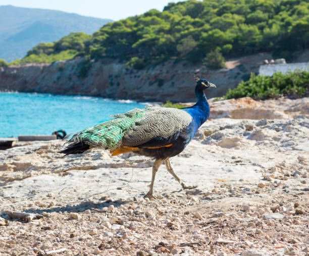 kleurrijke blauwe veelkleurige peacock wandelen op kust rotsen - vera pauw stockfoto's en -beelden