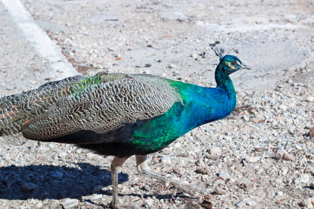 kleurrijke blauwe veelkleurige peacock wandelen op zanderige rotsen - vera pauw stockfoto's en -beelden