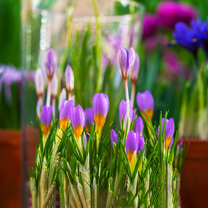 Colorful bright crocus flowers close-up, selective focus, blurry background, soft sunlight. Square Floral poster, wallpaper. Picturesque spring