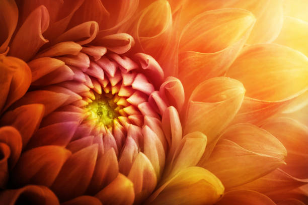 カラフルな菊の花マクロショット。菊黄色、赤、オレンジ色の花の背景。 - クローズアップ ストックフォトと画像