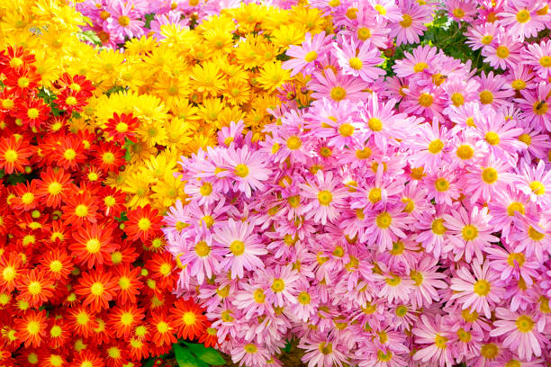Colorful Chrysanthemums stock photo