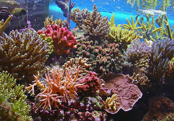 colorful coral reef underwater - great barrier reef stok fotoğraflar ve resimler
