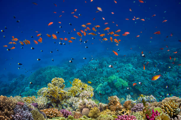 Colorful Coral Reef With Exotic Fishes At The Bottom Of Red Sea stock photo