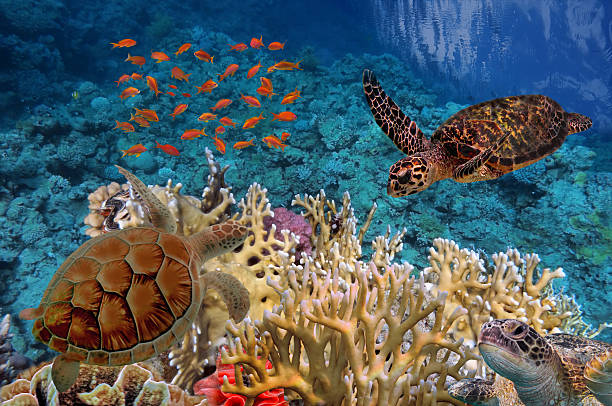 Colorful coral reef with many fishes and sea turtle stock photo