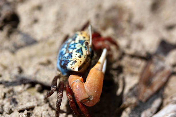 Colorful Crab in Ras Muhammad stock photo