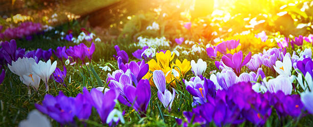 Colorful crocuses in the sun Colorful crocuses in the morning light crocus stock pictures, royalty-free photos & images