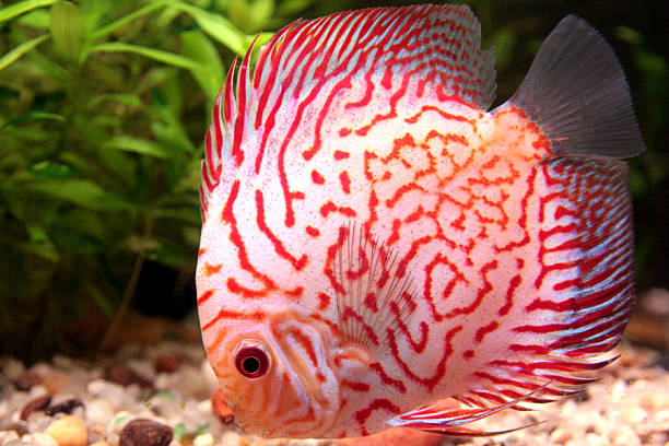 Colorful discus fish stock photo