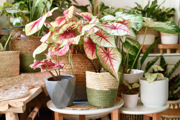 Colorful exotic Caladium plants in flower pots inside urban jungle living room stock photo