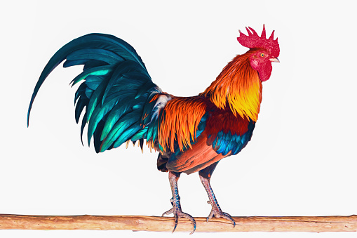 colorful fighting cock on tree stick isolated on white background with clipping path