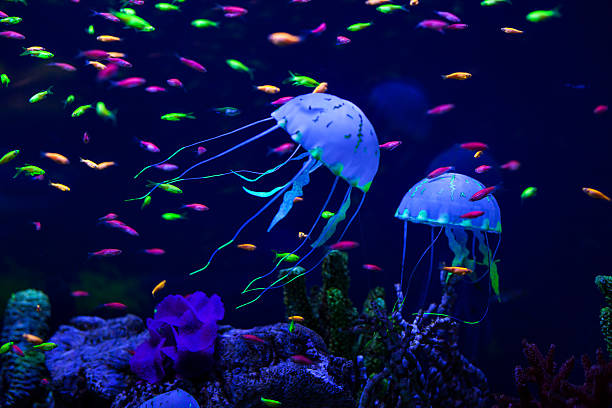 красочные рыбы и медузы. - medusa стоковые фото и изображения