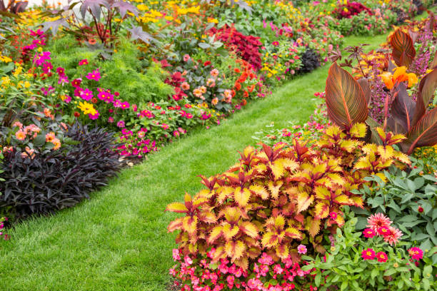 Colorful flower garden stock photo