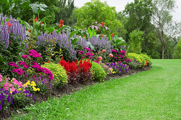 colorful flower garden - border stockfoto's en -beelden