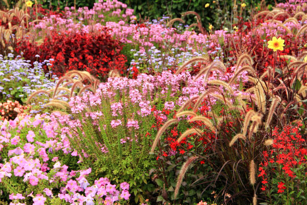 Colorful flowerbed stock photo