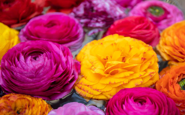 Colorful flowers background stock photo