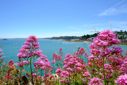 Colorful flowers on the coast of Saint-Quay-Portrieux in Brittany, France