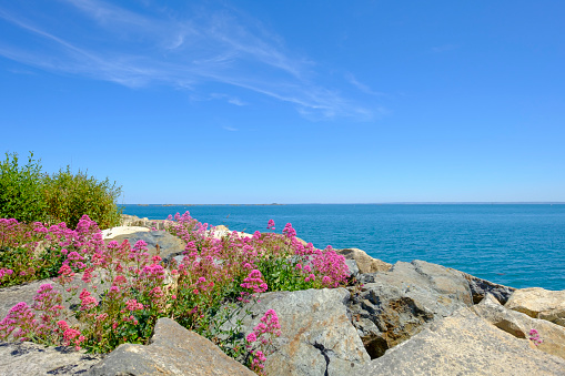 Colorful flowers on the coast of Saint-Quay-Portrieux in Brittany, France