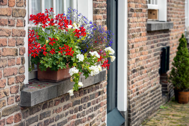 Colorful flowers on the windowsill stock photo