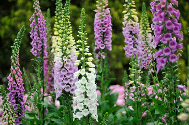 Colorful Foxgloves stock photo
