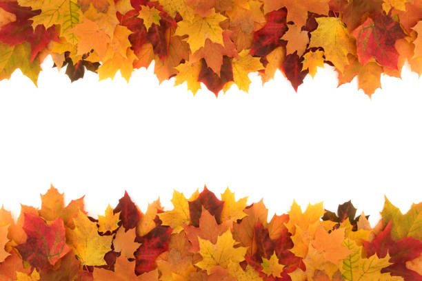 Colorful frame made of of fallen maple autumn leaves on white background Colorful frame made of of fallen maple autumn leaves on white background. fall leaves stock pictures, royalty-free photos & images
