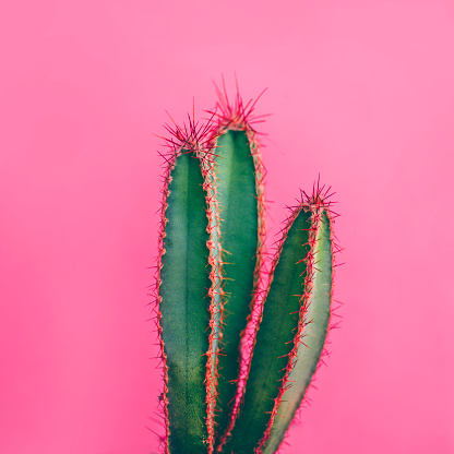 Colorful funky green cactus on pink background. Flat lay mexican desert plant design. Minimal contemporary summer pop art.